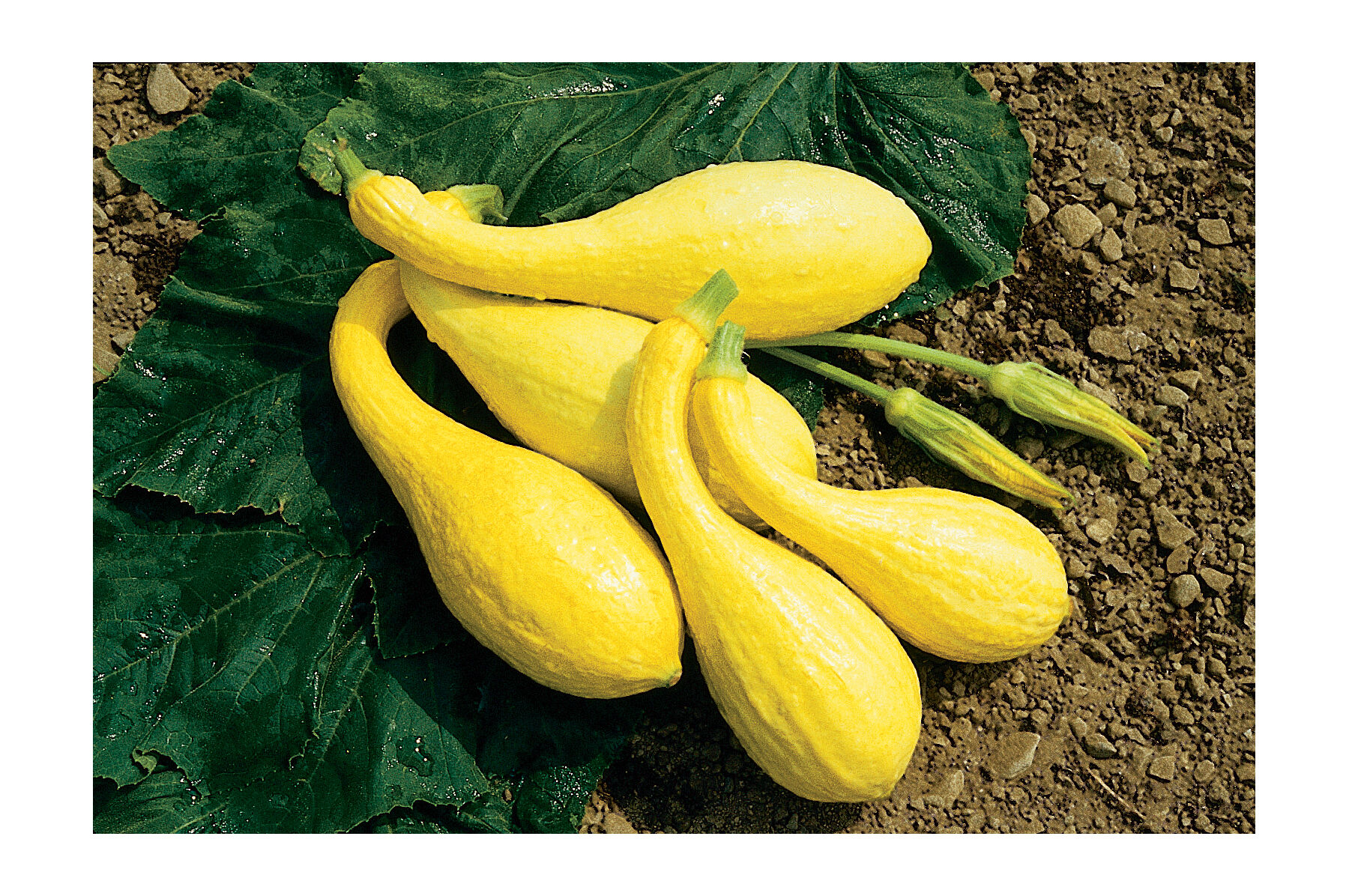 Yellow Crookneck Summer Squash