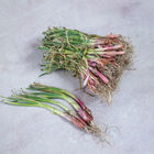Blush Plants Full-Size Onions