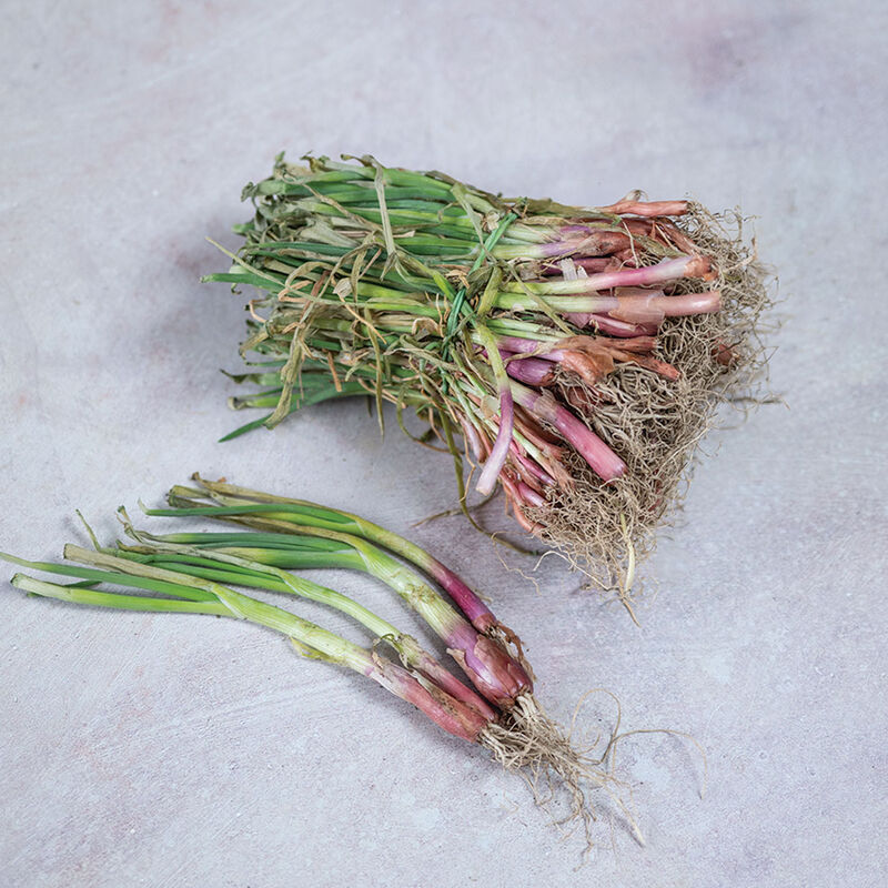 Blush Plants Full-Size Onions