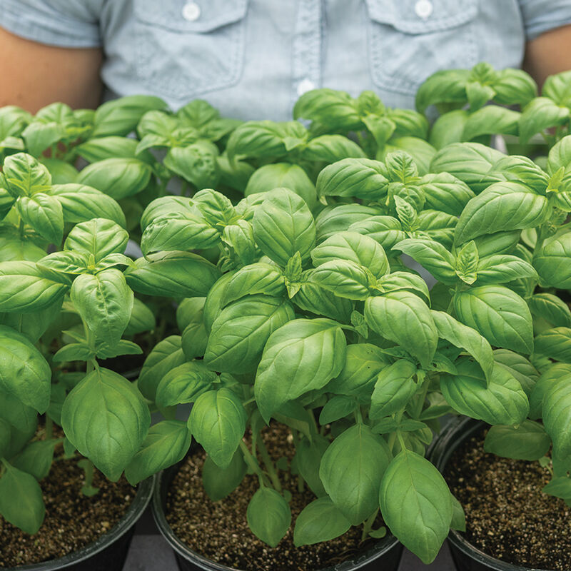 Lihi Prospera&reg; Active DMR Compact Genovese Basil