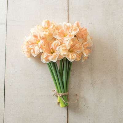 Apricot Whirl Narcissus (Daffodil)