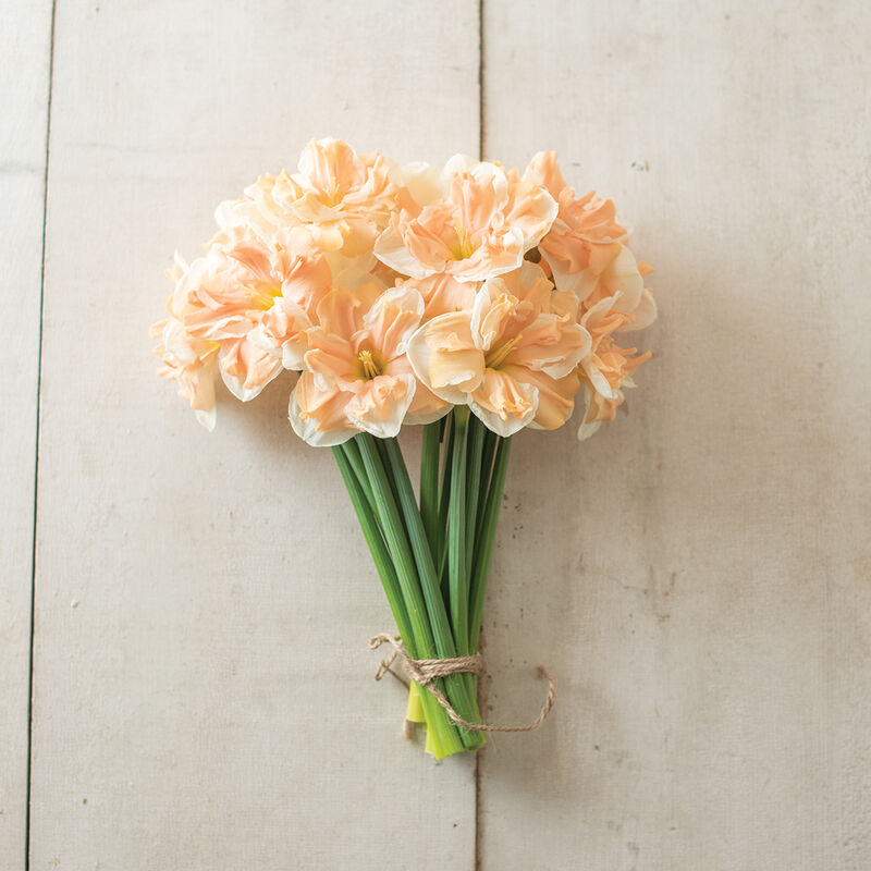 Apricot Whirl Narcissus (Daffodil)