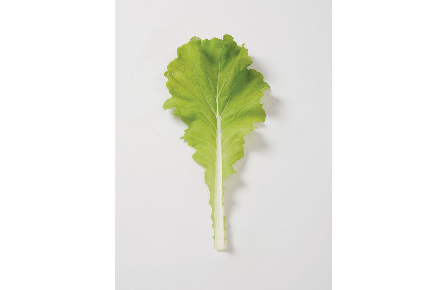 Tokyo Bekana Chinese Cabbage