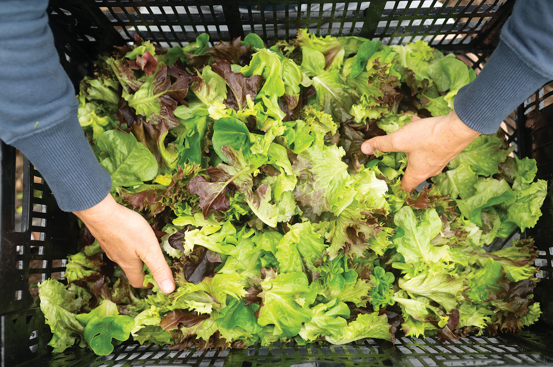 Prismatic Mini Head Mix One-Cut Lettuce