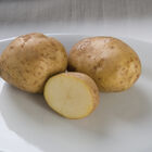 Kennebec &ndash; Early Ship Potatoes