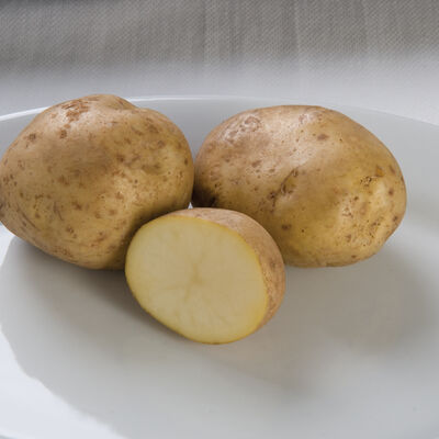 Kennebec &ndash; Early Ship Potatoes