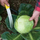 Harvest Machete &ndash; 8" Harvest Knives