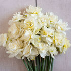 Obdam Narcissus (Daffodil)