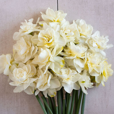 Obdam Narcissus (Daffodil)