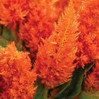Sunday&trade; Bright Orange Sunday&trade; Series