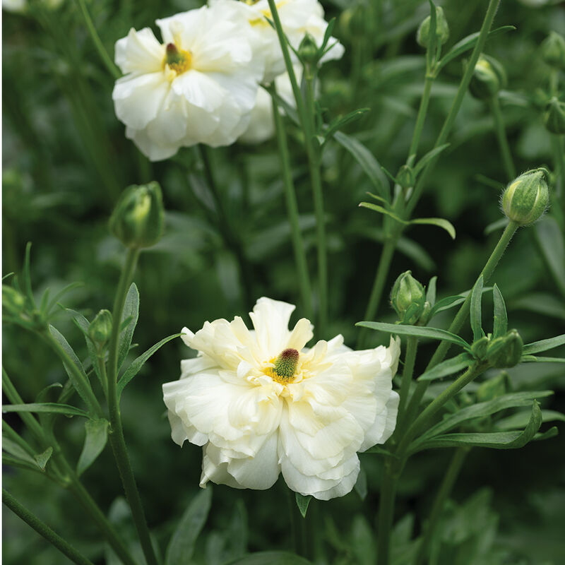 Butterfly&trade; Graces&reg; Ranunculus