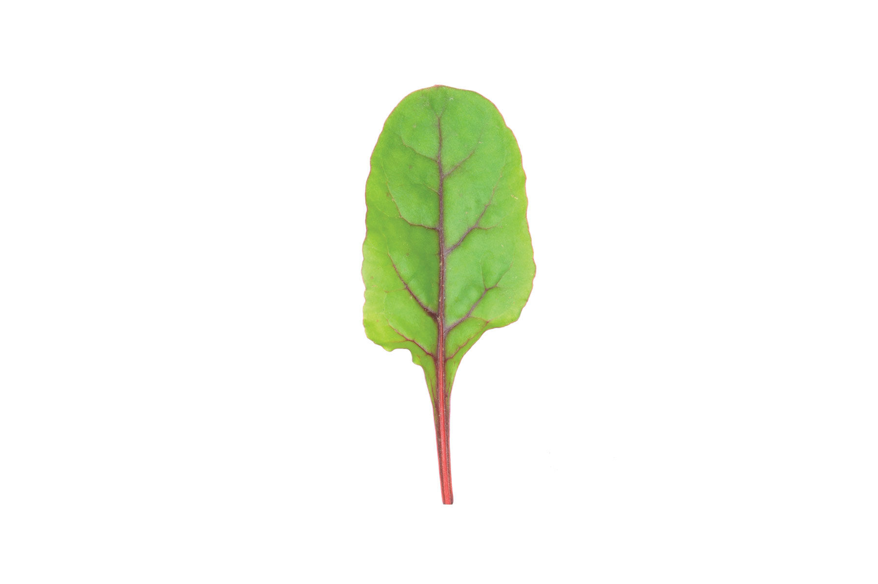 Ruby Red or Rhubarb Chard Swiss Chard