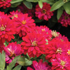 Double Zahara&trade; Cherry Zinnias