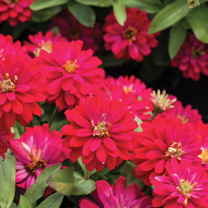 Double Zahara&trade; Cherry Zinnias