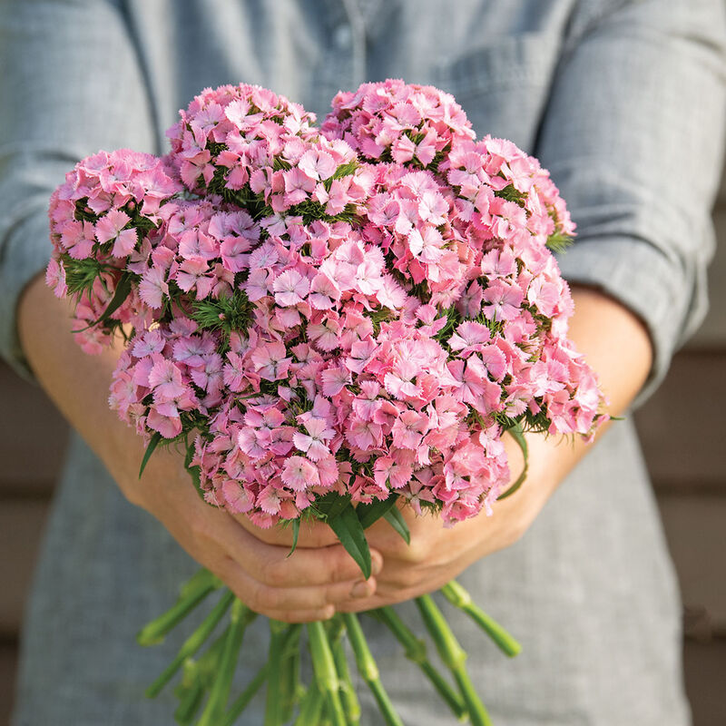 Sweet&trade; Pink Dianthus (Sweet William)