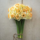 Martha Stewart Narcissus (Daffodil)