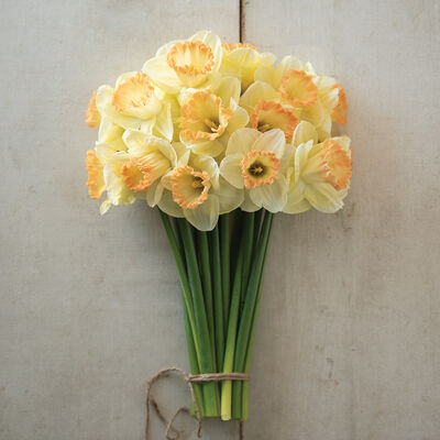 Martha Stewart Narcissus (Daffodil)