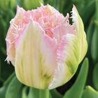 Ranomi&reg; Tulips