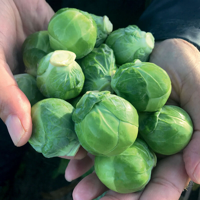 Silvia Brussels Sprouts