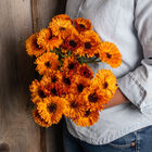 Orange Button Calendula