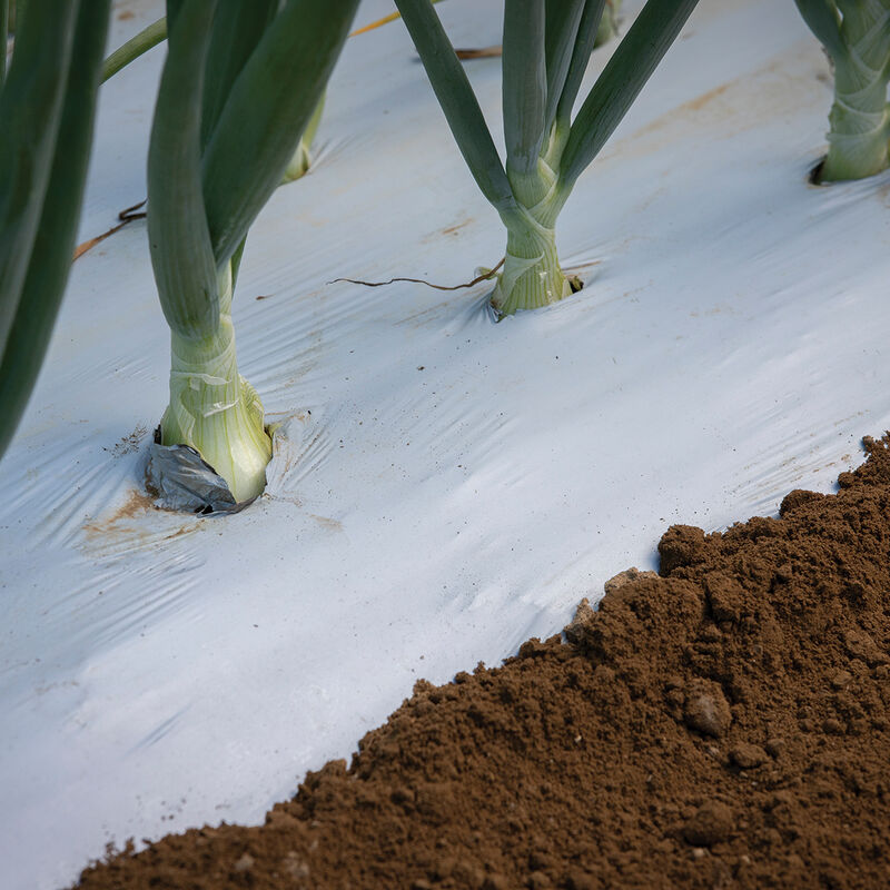 White on Black Mulch &ndash; 4' x 4,000' Mulch Films