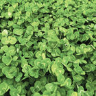 Dutch White Clover Cover Crops