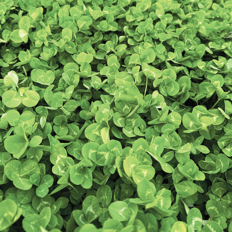 Dutch White Clover Cover Crops