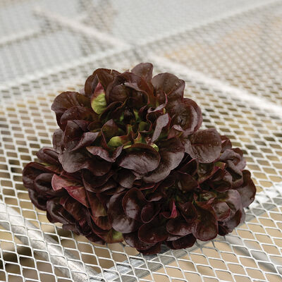 Klee Salanova&reg; &ndash; Hydroponic Red Butter Salanova&reg; Lettuce