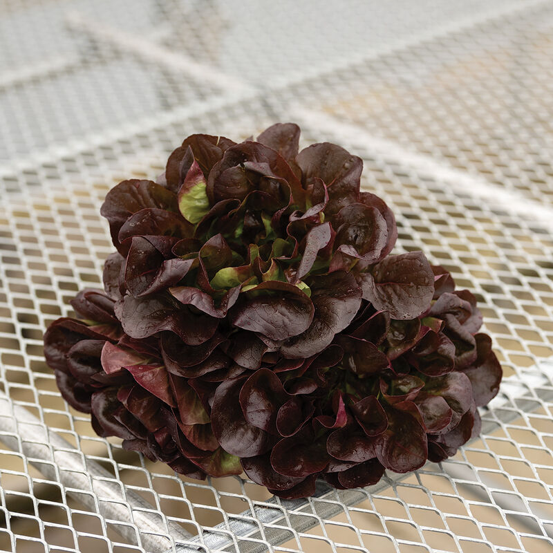 Klee Salanova&reg; &ndash; Hydroponic Red Butter Salanova&reg; Lettuce