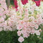 Double Frappe Light Pink 2 Cool Season (Groups 1&ndash;2)