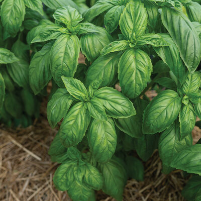 Mia Prospera&reg; Active DMR Genovese Basil
