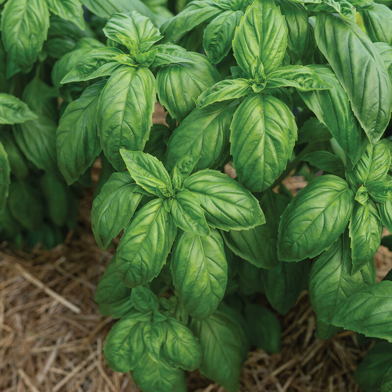 Mia Prospera&reg; Active DMR Genovese Basil