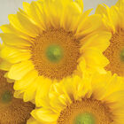 ProCut&reg; Yellow Lite Tall Sunflowers
