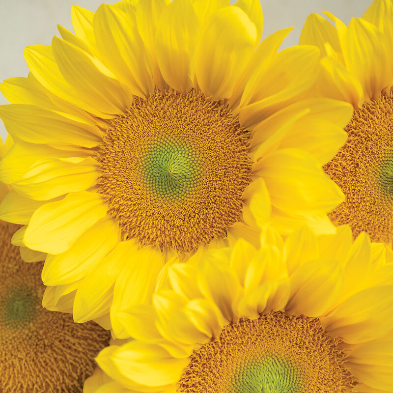 ProCut&reg; Yellow Lite Tall Sunflowers