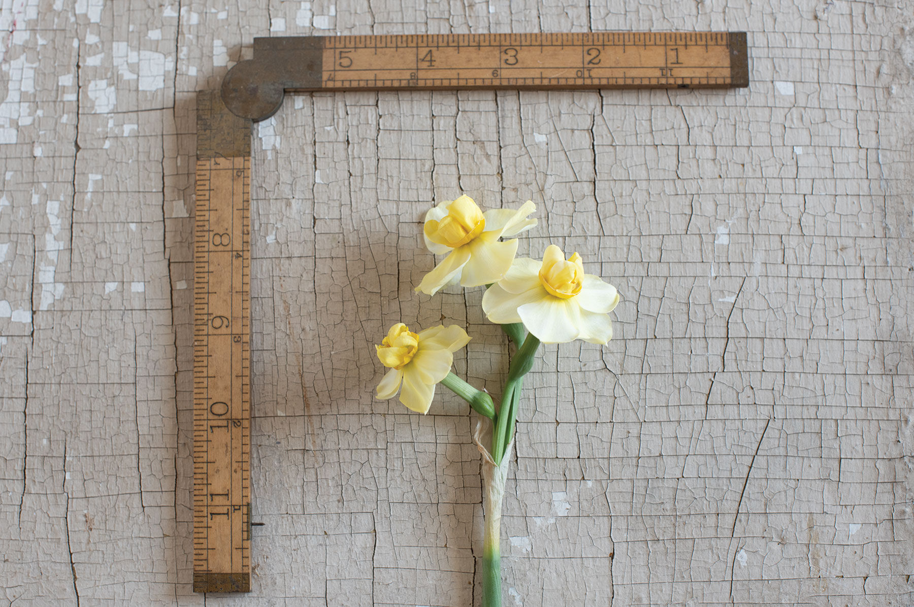 Yellow Cheerfulness Narcissus (Daffodil)