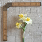 Yellow Cheerfulness Narcissus (Daffodil)