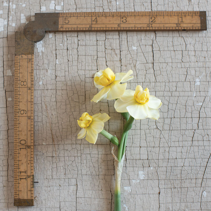 Yellow Cheerfulness Narcissus (Daffodil)