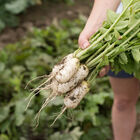 Mini Mak Daikon/Korean Radishes