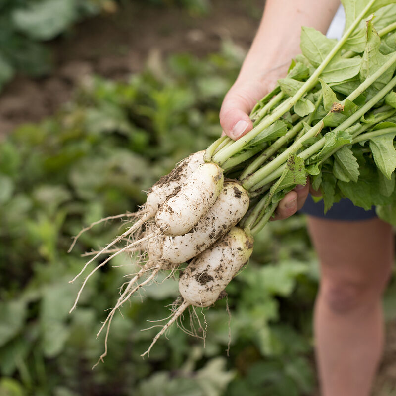 Mini Mak Daikon/Korean Radishes