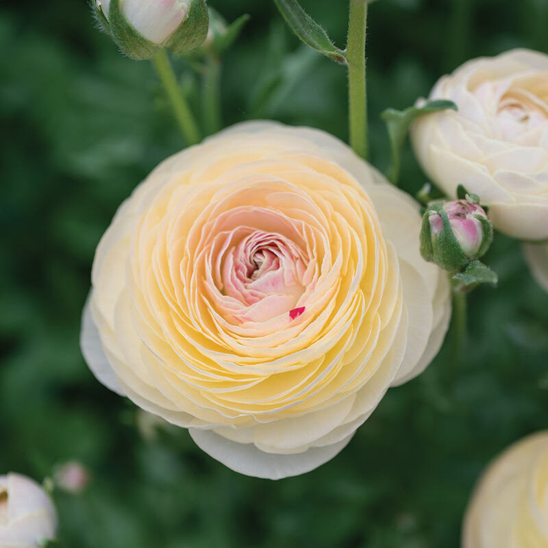 Romance&trade; Hydra&reg; Ranunculus