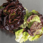 Coconino Salanova&reg; &ndash; Red Gem Salanova&reg; Lettuce