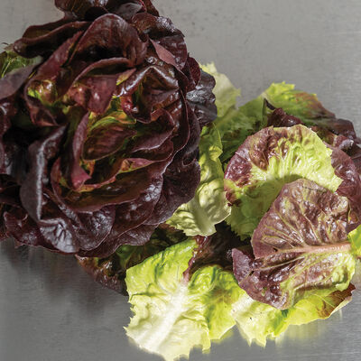 Coconino Salanova&reg; &ndash; Red Gem Salanova&reg; Lettuce