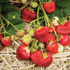 AC Valley Sunset &ndash; Spring-Planted Strawberry Bare-Root Plants