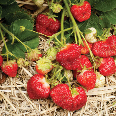 AC Valley Sunset &ndash; Spring-Planted Strawberry Bare-Root Plants