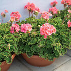 Maverick&trade; Salmon Geranium (Pelargonium)