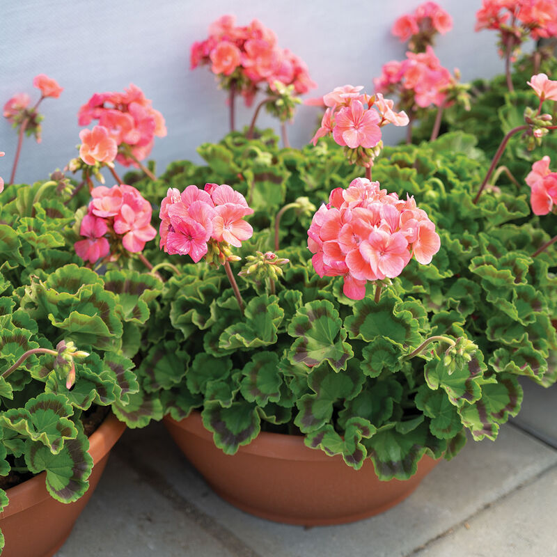 Maverick&trade; Salmon Geranium (Pelargonium)