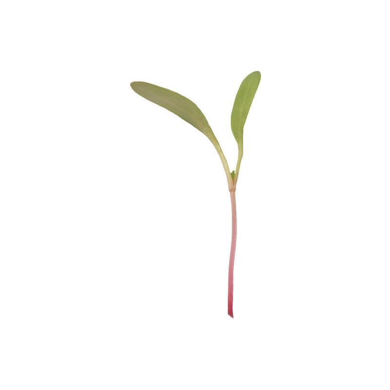 Chard, Pink Stem Microgreen Vegetables