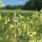 Starlight Dancer Nicotiana