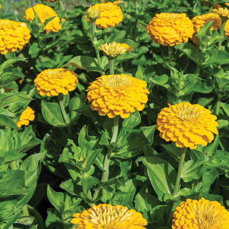 Uproar&trade; Deep Yellow Zinnias