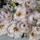 Corelli&trade; II Pink Lisianthus